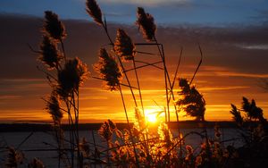 Preview wallpaper grass, silhouettes, sun, sunset, dark, horizon