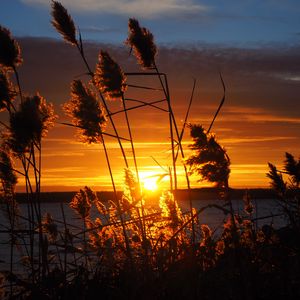 Preview wallpaper grass, silhouettes, sun, sunset, dark, horizon