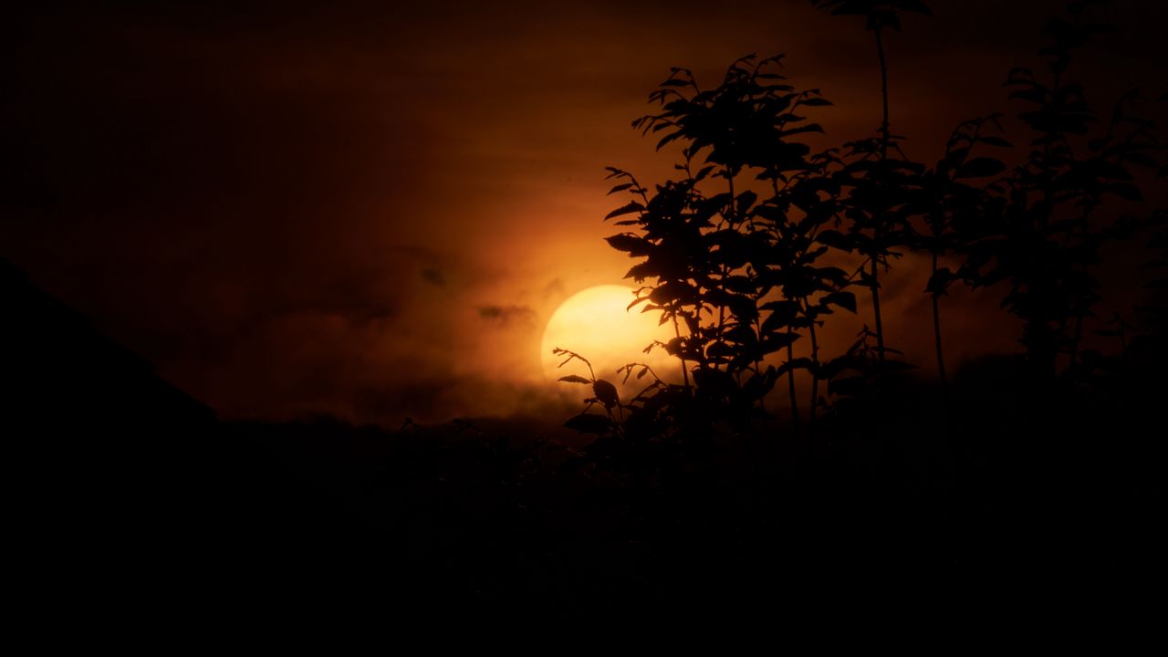 Wallpaper grass, silhouettes, sunset, nature, dark