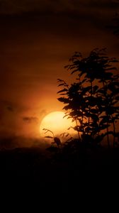 Preview wallpaper grass, silhouettes, sunset, nature, dark