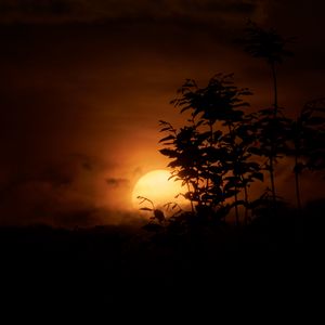 Preview wallpaper grass, silhouettes, sunset, nature, dark