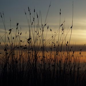 Preview wallpaper grass, silhouettes, twilight