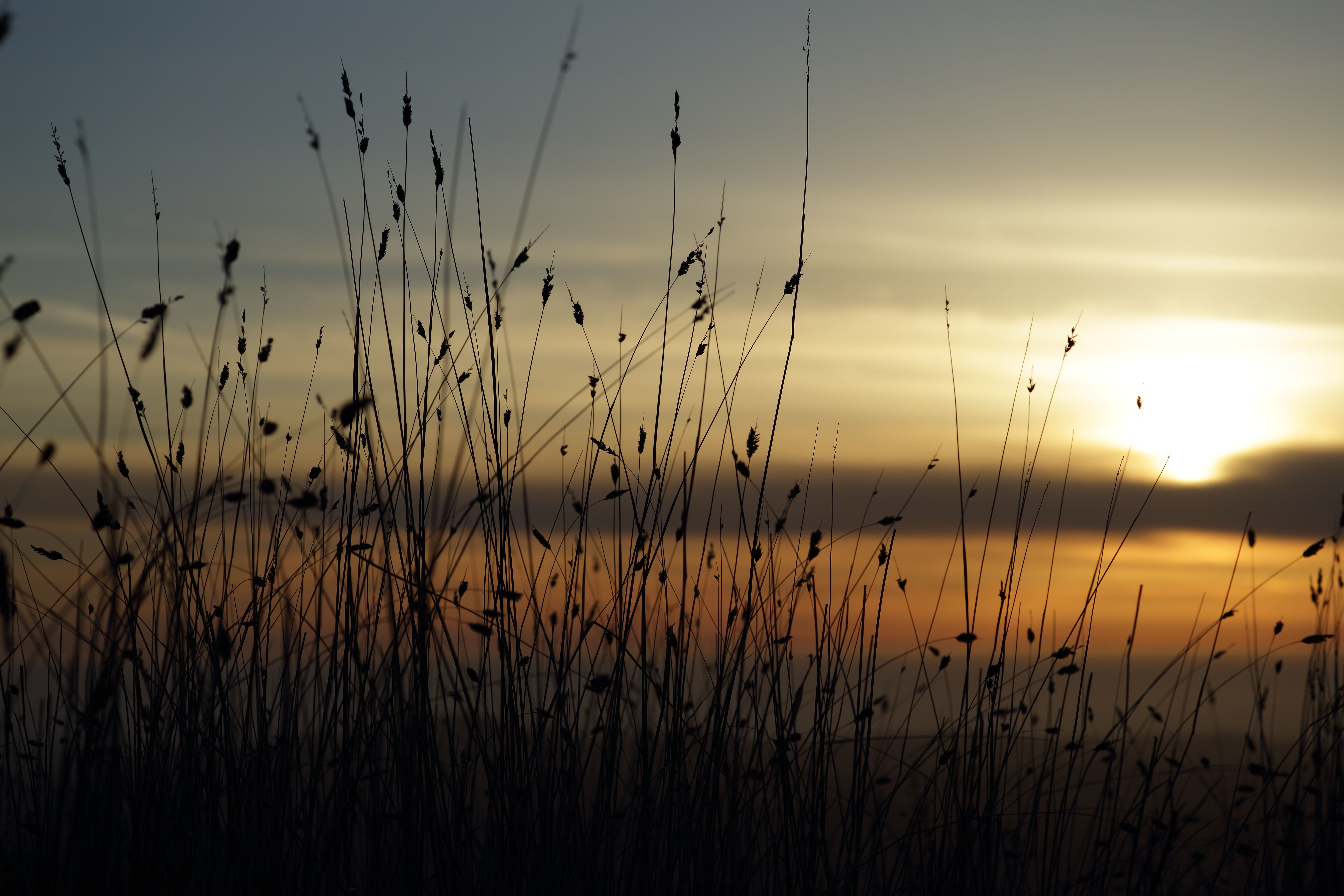 Download wallpaper 5760x3840 grass, silhouettes, twilight hd background