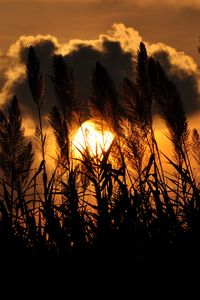Preview wallpaper grass, silhouettes, twilight, clouds, dark