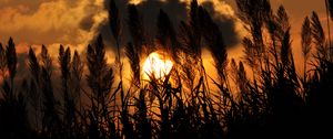 Preview wallpaper grass, silhouettes, twilight, clouds, dark