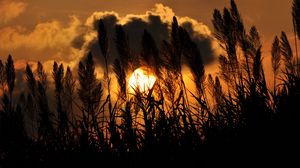 Preview wallpaper grass, silhouettes, twilight, clouds, dark