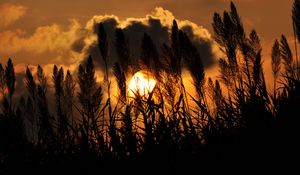 Preview wallpaper grass, silhouettes, twilight, clouds, dark