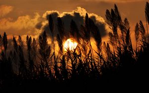 Preview wallpaper grass, silhouettes, twilight, clouds, dark