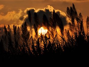 Preview wallpaper grass, silhouettes, twilight, clouds, dark