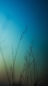 Preview wallpaper grass, sky, background, blur, dark