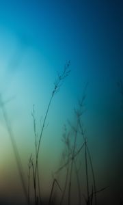 Preview wallpaper grass, sky, background, blur, dark