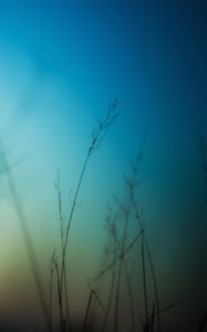 Preview wallpaper grass, sky, background, blur, dark