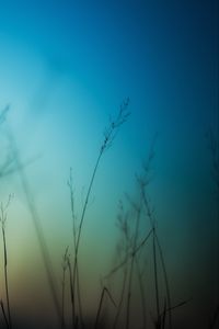 Preview wallpaper grass, sky, background, blur, dark