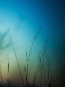 Preview wallpaper grass, sky, background, blur, dark