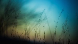 Preview wallpaper grass, sky, background, blur, dark