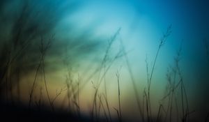 Preview wallpaper grass, sky, background, blur, dark