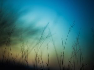 Preview wallpaper grass, sky, background, blur, dark