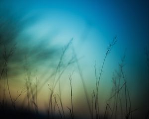 Preview wallpaper grass, sky, background, blur, dark