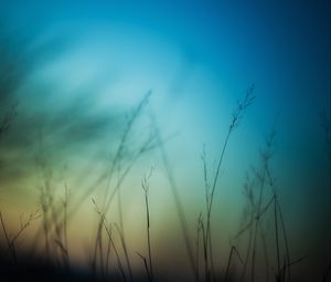 Preview wallpaper grass, sky, background, blur, dark