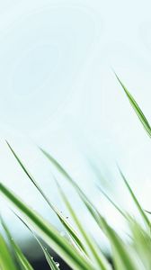 Preview wallpaper grass, sky, background, close-up
