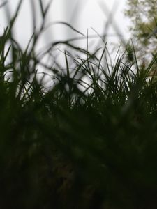 Preview wallpaper grass, sky, blur, macro, nature
