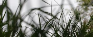 Preview wallpaper grass, sky, blur, macro, nature
