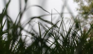 Preview wallpaper grass, sky, blur, macro, nature