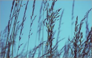 Preview wallpaper grass, sky, close-up