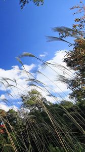 Preview wallpaper grass, sky, clouds