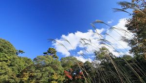 Preview wallpaper grass, sky, clouds