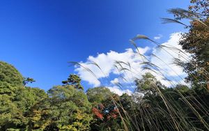 Preview wallpaper grass, sky, clouds