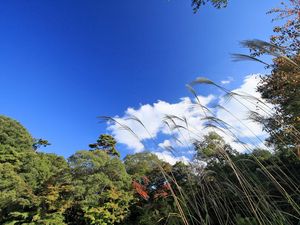 Preview wallpaper grass, sky, clouds