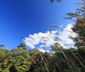 Preview wallpaper grass, sky, clouds