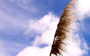 Preview wallpaper grass, sky, clouds, blue, white