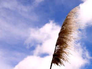 Preview wallpaper grass, sky, clouds, blue, white