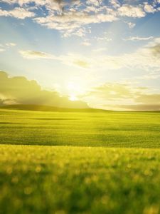 Preview wallpaper grass, sky, light, summer