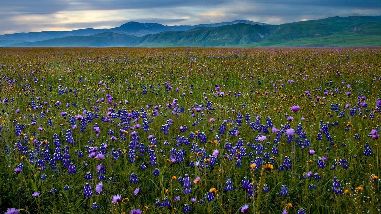 Wallpaper grass, sky, summer, beautiful, flowers