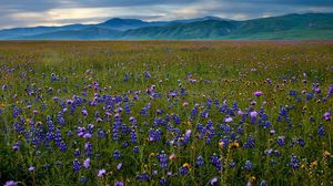 Preview wallpaper grass, sky, summer, beautiful, flowers