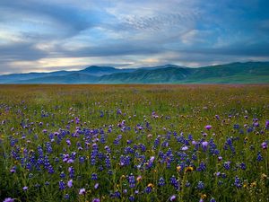 Preview wallpaper grass, sky, summer, beautiful, flowers