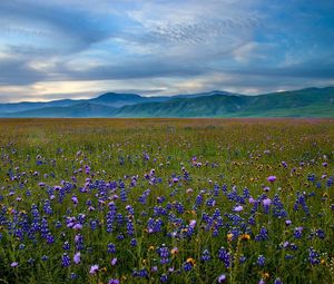 Preview wallpaper grass, sky, summer, beautiful, flowers