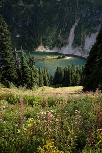 Preview wallpaper grass, slope, trees, island, mountains