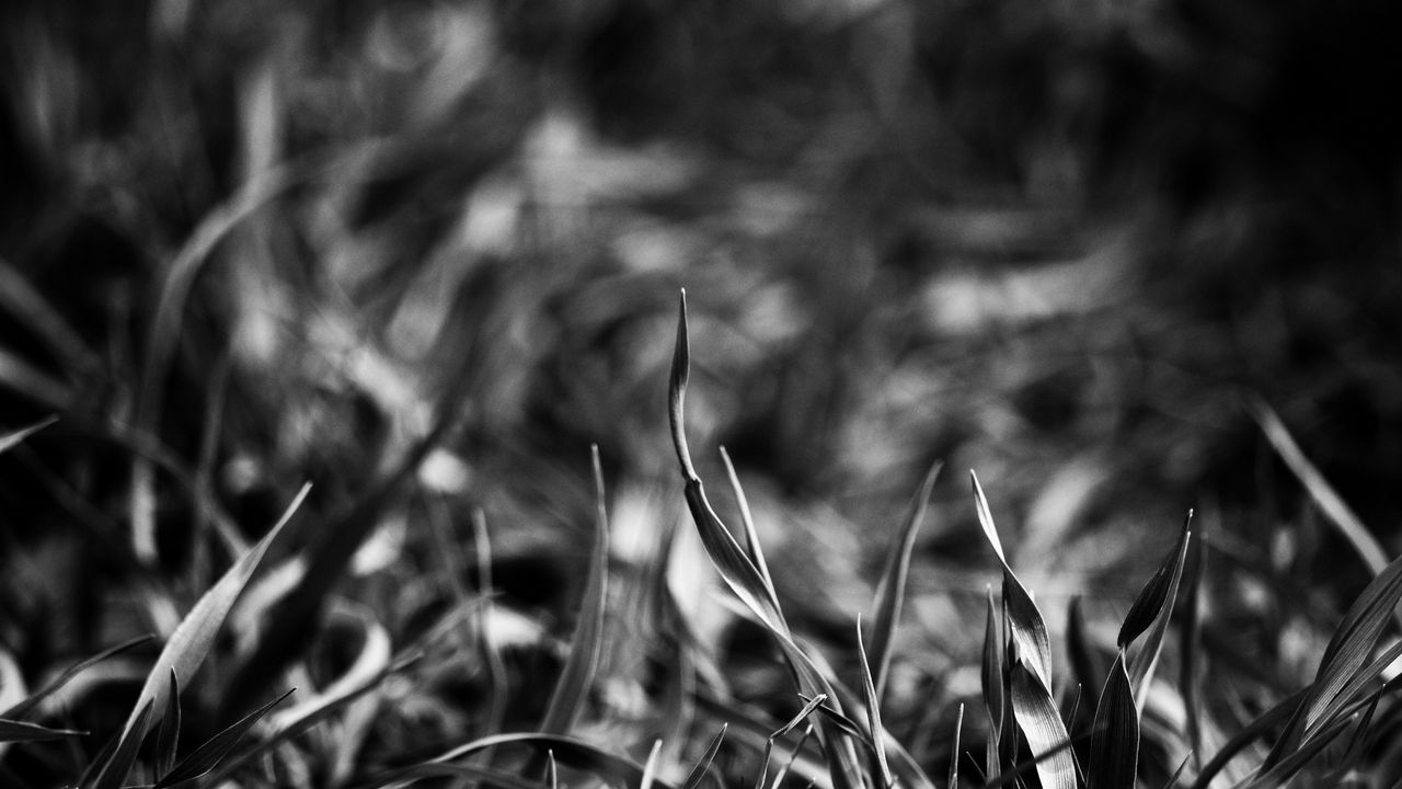 Wallpaper grass, smeared, black white, shadow