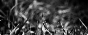 Preview wallpaper grass, smeared, black white, shadow