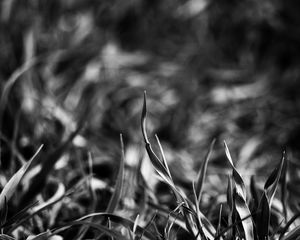 Preview wallpaper grass, smeared, black white, shadow