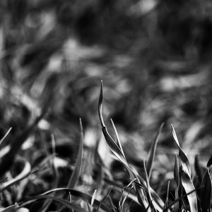 Preview wallpaper grass, smeared, black white, shadow
