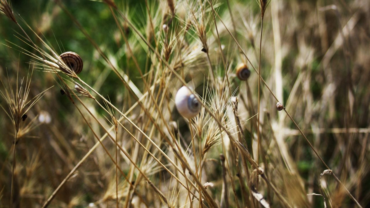 Wallpaper grass, snails, down, crawl, summer