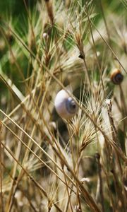 Preview wallpaper grass, snails, down, crawl, summer