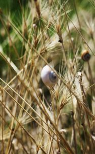 Preview wallpaper grass, snails, down, crawl, summer