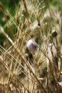 Preview wallpaper grass, snails, down, crawl, summer