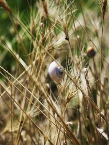 Preview wallpaper grass, snails, down, crawl, summer